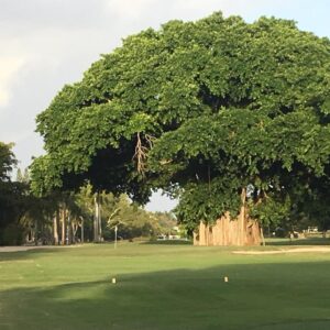 Granada Golf Course in Miami